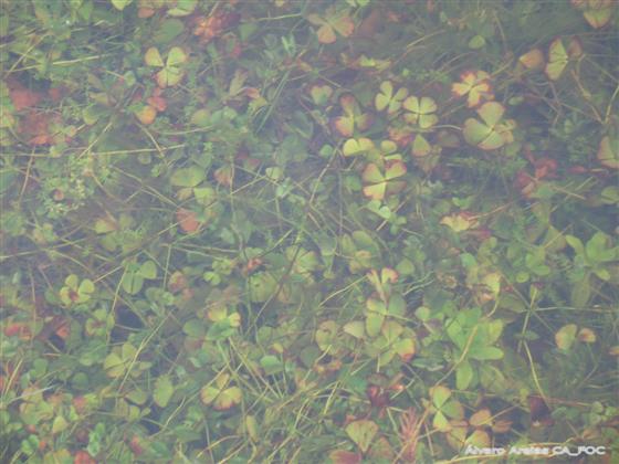 Marsilea hirsuta R.Br.